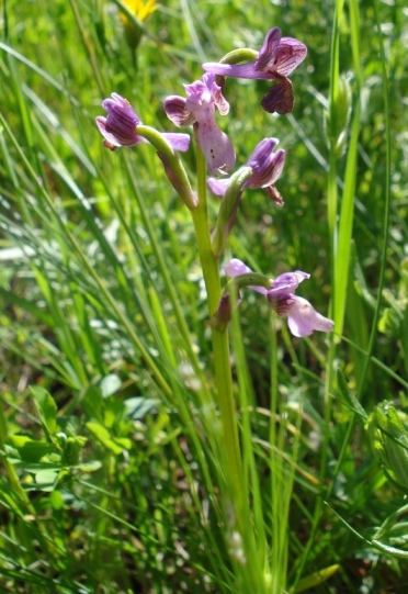 Orchidee dalla Puglia